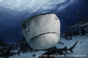 Remember get as close as you can! Tiger Shark Love by Steven Anderson 